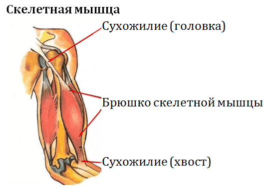 Скелетная мышца